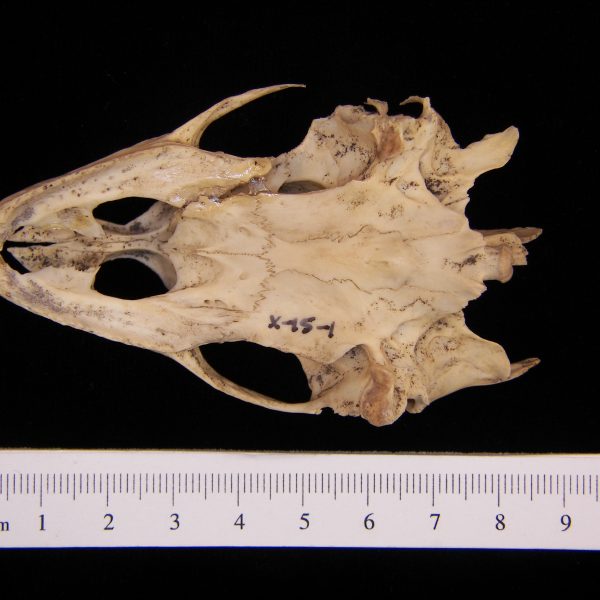 softshell-turtle-trionyx-ferox-cranium-inferior-postmortem-damage-to-left-aspect-top-of-pic