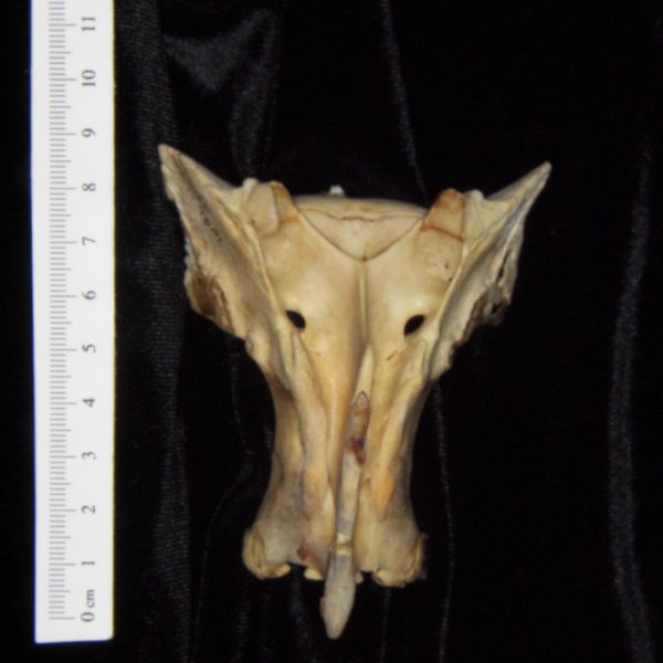 white-tailed-deer-odocoileus-virginianus-sacrum-posterior-flmnh-collection-7001