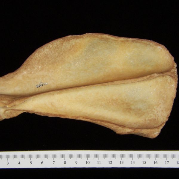 dog-canis-lupus-familiaris-left-scapula-posterior-harding-collection