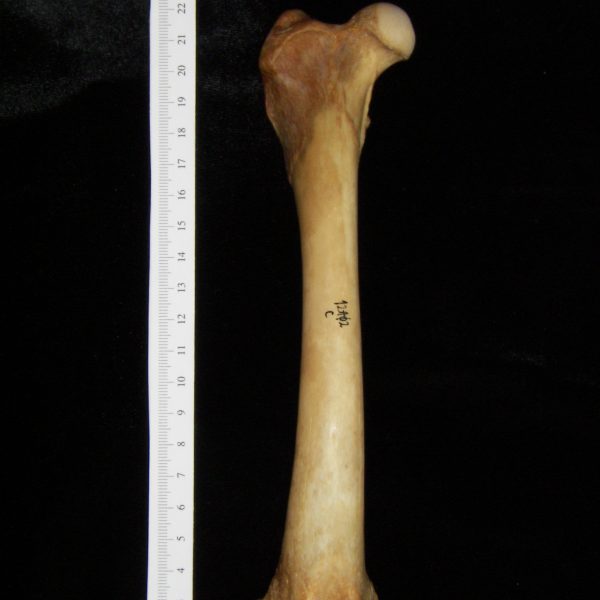 Dog (Canis lupus familiaris) right femur, anterior view - BoneID