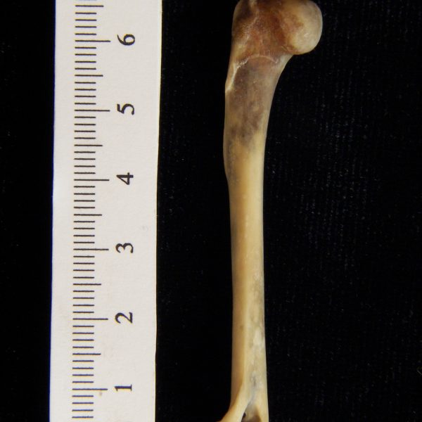 eastern-cottontail-rabbit-sylvilagus-floridanus-left-humerus-posterior-flmnh-collection-240