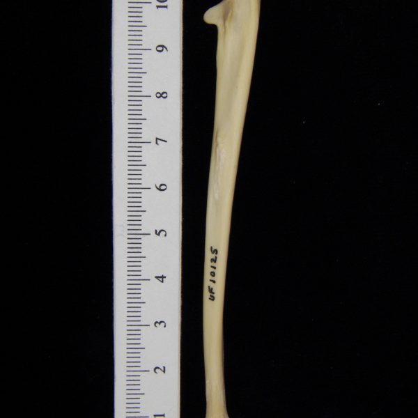 raccon-procyon-lotor-left-ulna-lateral-flmnh-10125