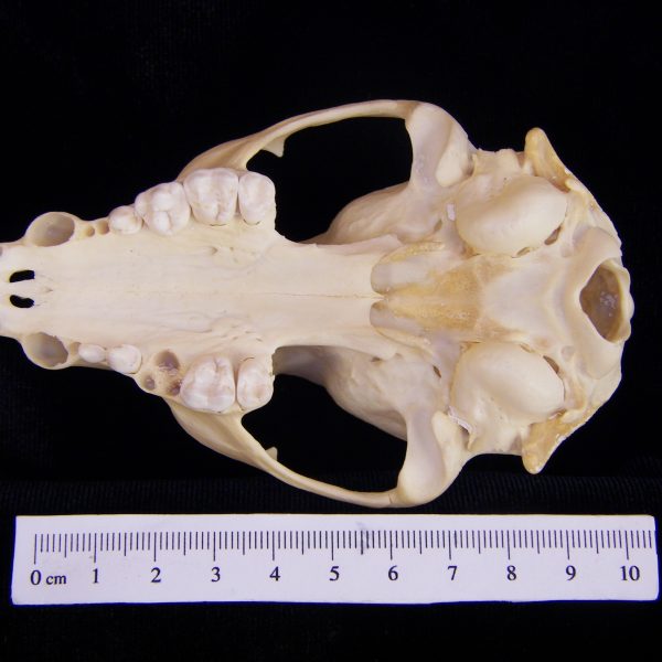 raccoon-procyon-lotor-cranium-inferior-flmnh-10125