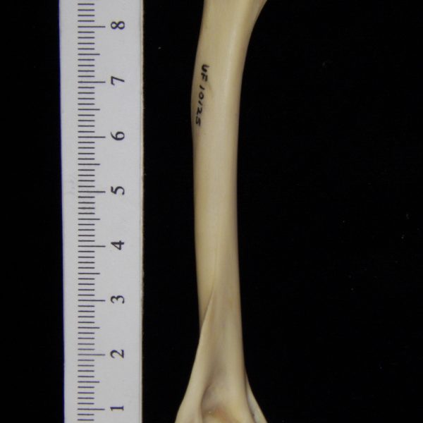 raccoon-procyon-lotor-left-humerus-medial-flmnh-10125