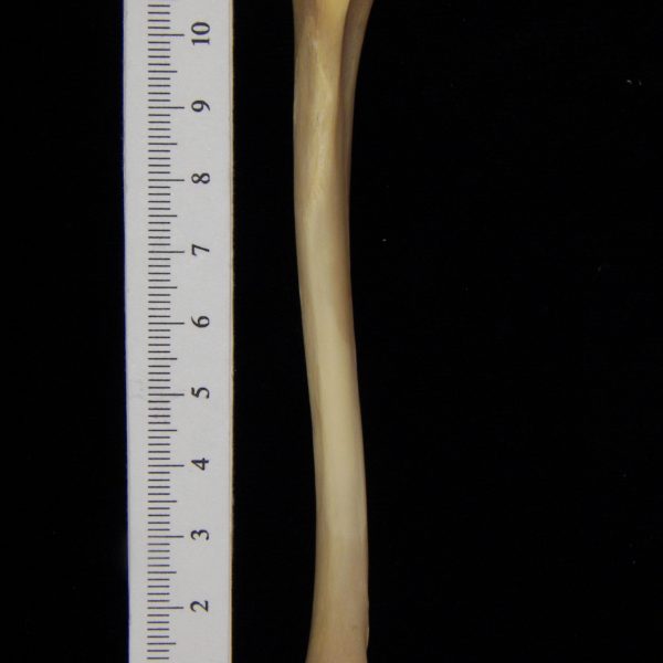 raccoon-procyon-lotor-left-tibia-anterior-flmnh-10125