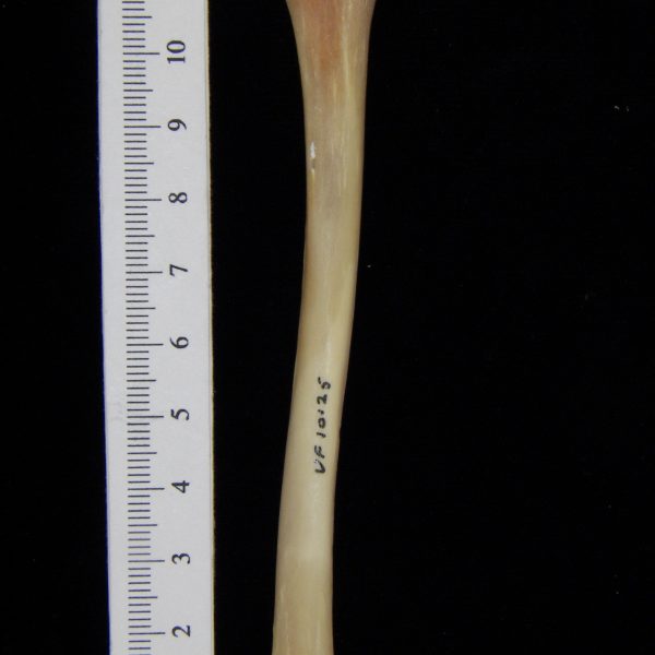 raccoon-procyon-lotor-left-tibia-posterior-flmnh-10125