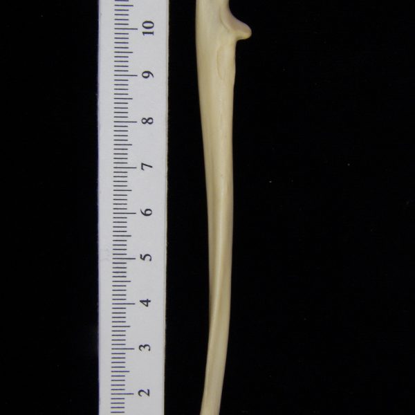 raccoon-procyon-lotor-left-ulna-medial-flmnh-10125