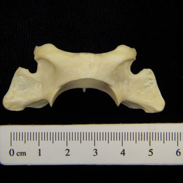 river-otter-lutra-canadensis-c1-dorsal-cofc-osteological-collection-0009