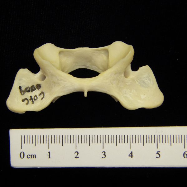 river-otter-lutra-canadensis-c1-ventral-cofc-osteological-collection-0009