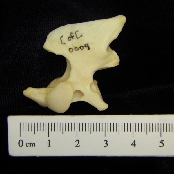 river-otter-lutra-canadensis-c2-lateral-cofc-osteological-collection-0009