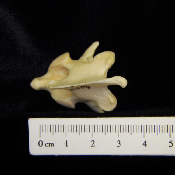 river-otter-lutra-canadensis-c2-superior-cofc-osteological-collection-0009