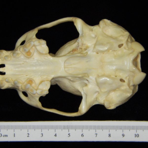 river-otter-lutra-canadensis-cranium-inferior-cofc-osteological-collection-0009