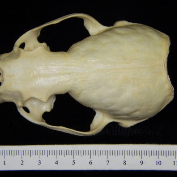 river-otter-lutra-canadensis-cranium-superior-cofc-osteological-collection-0009