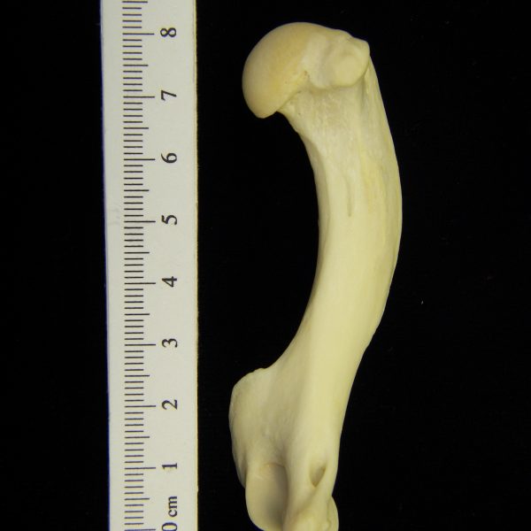 river-otter-lutra-canadensis-left-humerus-anterior-cofc-osteological-collection-0009