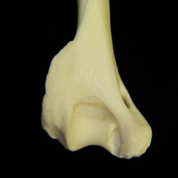 river-otter-lutra-canadensis-left-humerus-distal-medial-aspect-cofc-osteological-collection