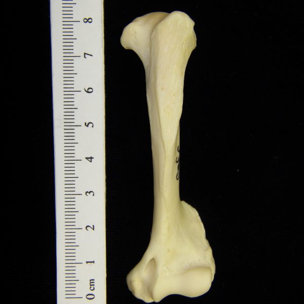 river-otter-lutra-canadensis-left-humerus-lateral-cofc-osteological-collection-0009