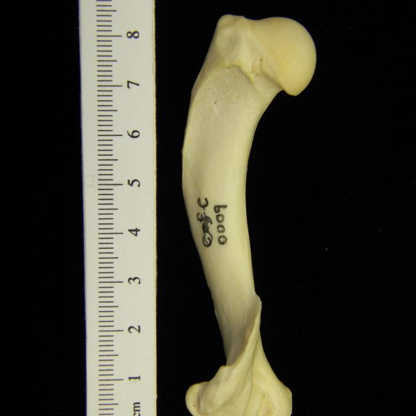 river-otter-lutra-canadensis-left-humerus-posterior-cofc-osteological-collection-0009