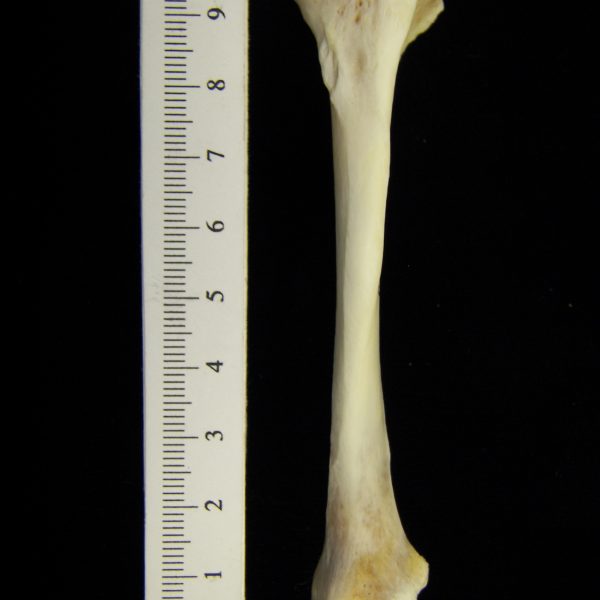 river-otter-lutra-canadensis-left-tibia-anterior-cofc-osteological-collection-0009