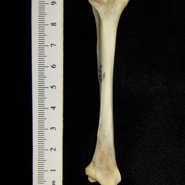 river-otter-lutra-canadensis-left-tibia-posterior-cofc-osteological-collection-0009