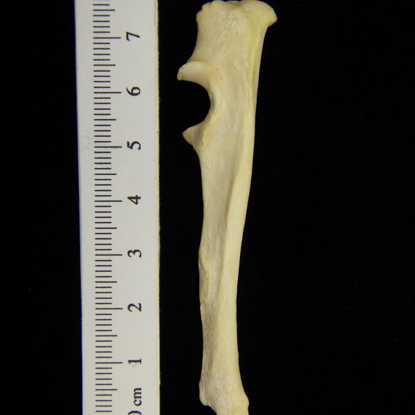 river-otter-lutra-canadensis-left-ulna-lateral-cofc-osteological-collection-0009