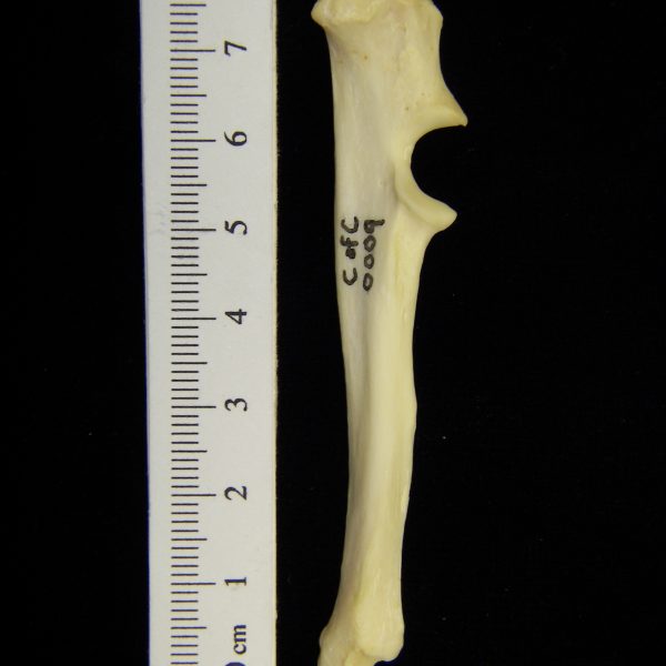 river-otter-lutra-canadensis-left-ulna-medial-cofc-osteological-collection-0009