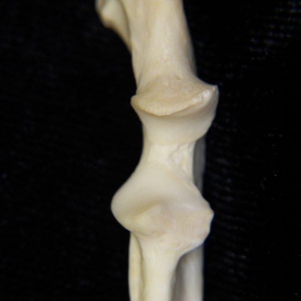 river-otter-lutra-canadensis-left-ulna-proximal-anterior-aspect-cofc-osteological-collectio