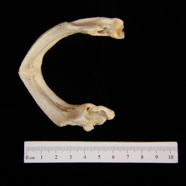 snapping-turtle-chelydra-serpentina-mandible-superior-pathology-on-left-aspect-abel-collection-jpg