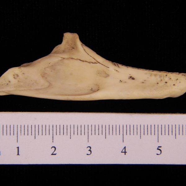 softshell-turtle-trionyx-ferox-right-mandible-postmortem-damage-to-anterior-aspect-on-right-abel-collection