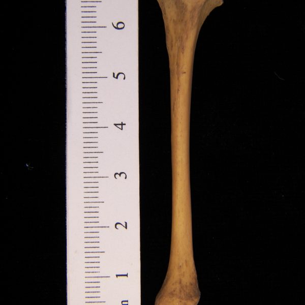 striped-skunk-mephitis-mephitis-left-tibia-anterior-flmnh-10550