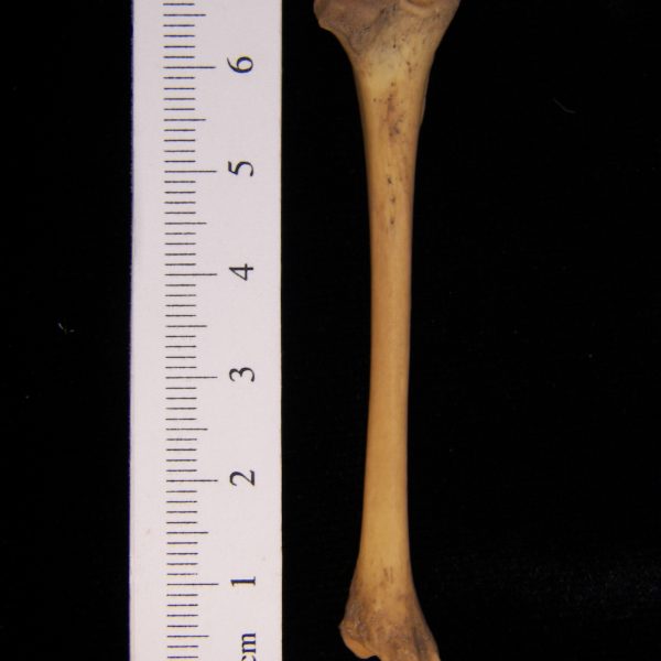 striped-skunk-mephitis-mephitis-left-tibia-posterior-flmnh-10550