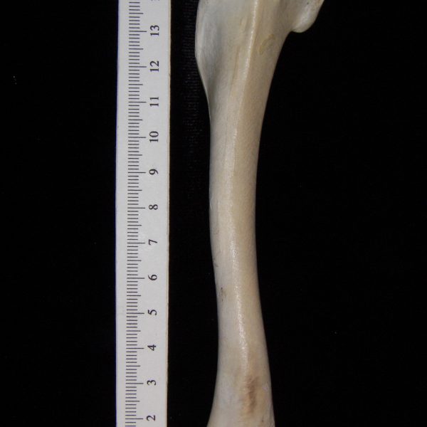 turkey-vulture-cathartes-aura-left-humerus-abel-collection