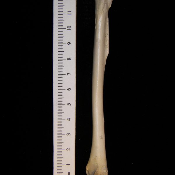 turkey-vulture-cathartes-aura-right-tibiotarsus-posterior-abel-collection