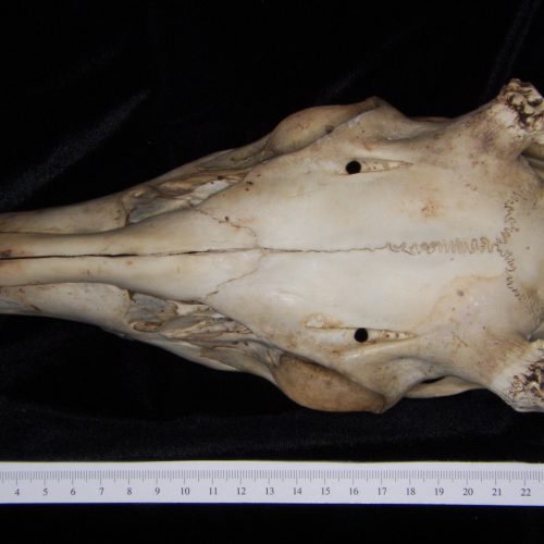 White-tailed Deer (odocoileus Virginianus) Left Humerus, Posterior View 