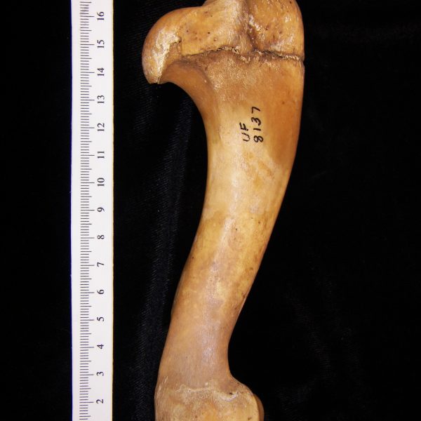 wild-boar-sus-scrofa-left-humerus-anterior-flmnh-8137