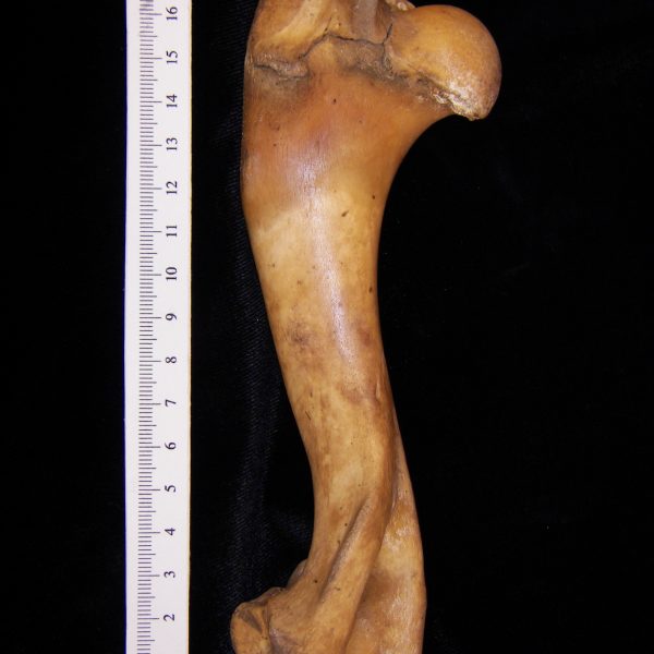 wild-boar-sus-scrofa-left-humerus-posterior-flmnh-8137