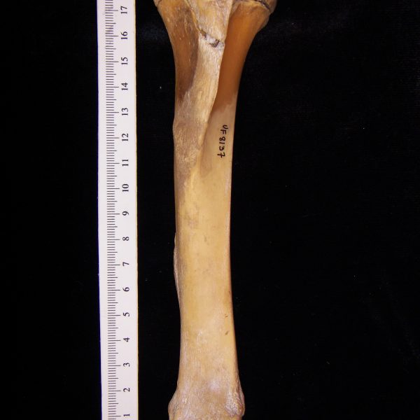 wild-boar-sus-scrofa-left-tibia-anterior-flmnh-8137