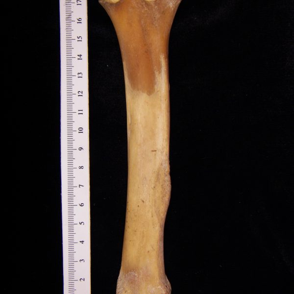 wild-boar-sus-scrofa-left-tibia-posterior-flmnh-8137