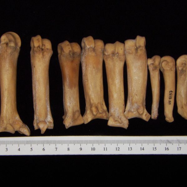 wild-boar-sus-scrofa-metacarpals-and-metatarsals-flmnh-8137