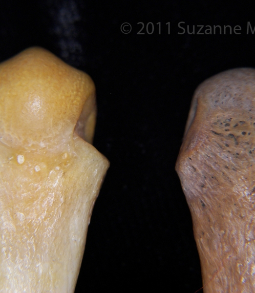 Proximal/Dorsal Surface Bear VS Human Metacarpals