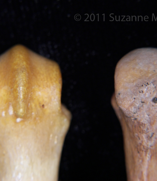 Proximal/Palmar Surface Bear VS Human 3rd Metacarpal