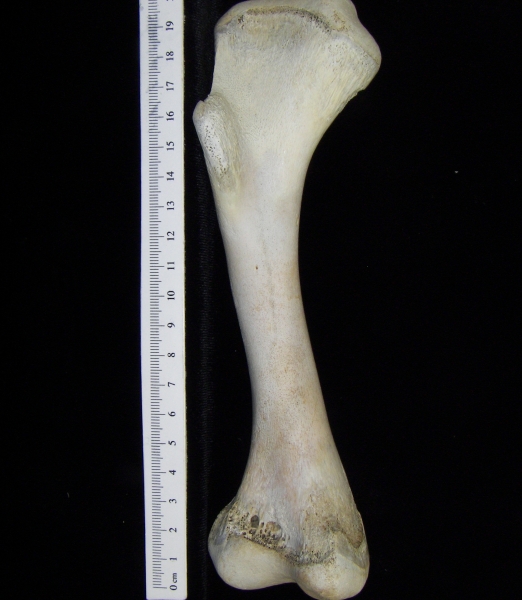 Alligator (Alligator mississippiensis) humerus