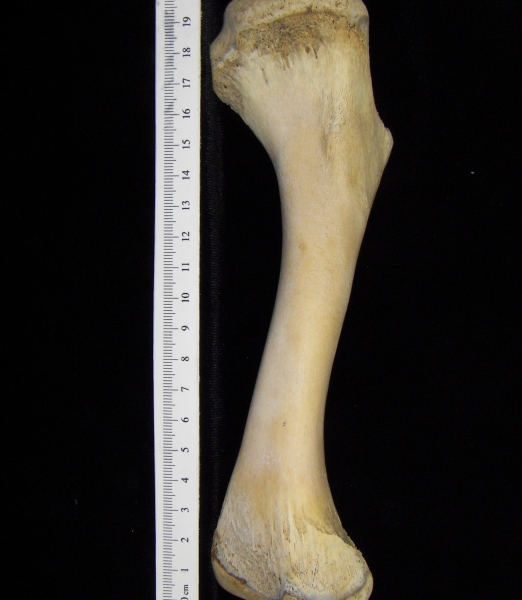 Alligator (Alligator mississippiensis) humerus view 2