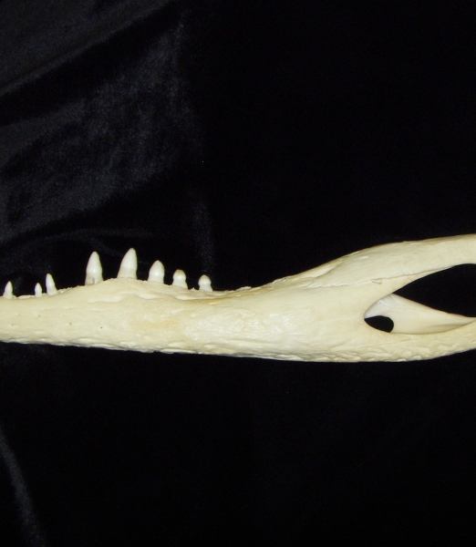 Alligator (Alligator mississippiensis) left mandible