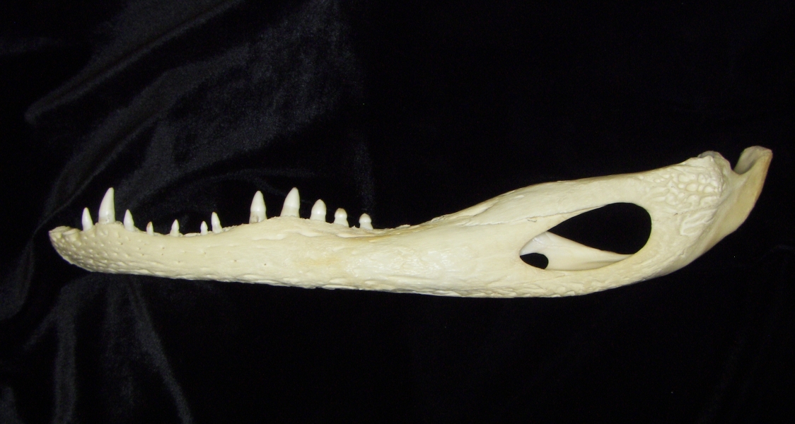Alligator (Alligator mississippiensis) left mandible