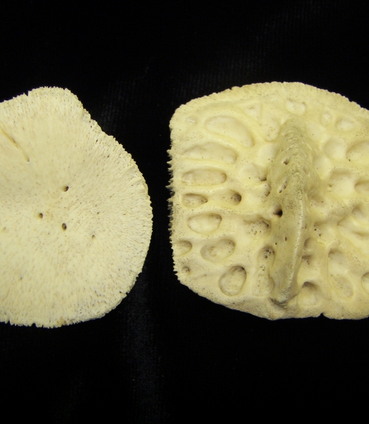 Alligator (Alligator mississippiensis) scutes