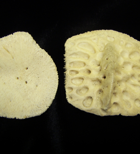 Alligator (Alligator mississippiensis) scutes