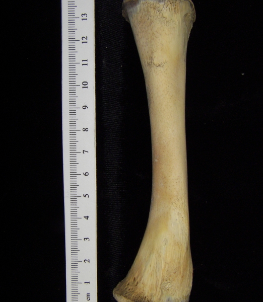 Alligator (Alligator mississippiensis) tibia