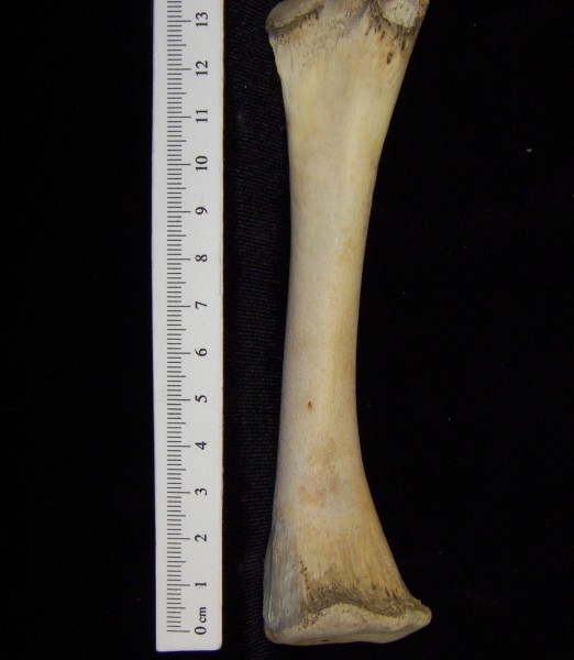 Alligator (Alligator mississippiensis) tibia view 2