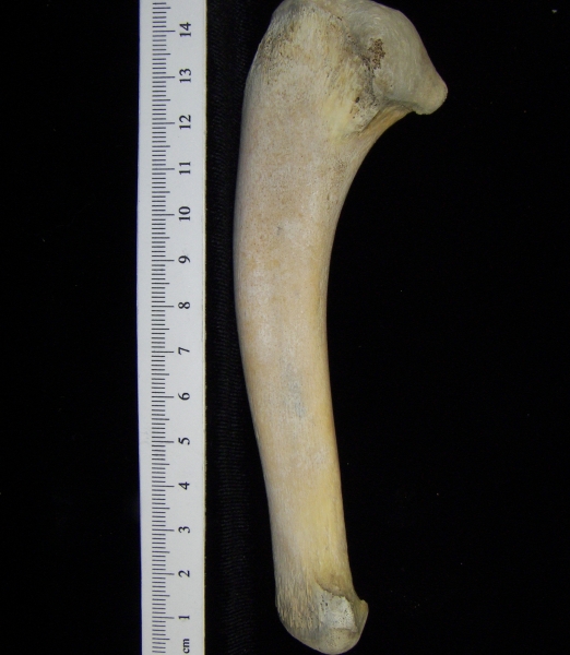 Alligator (Alligator mississippiensis) ulna