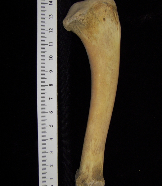 Alligator (Alligator mississippiensis) ulna view 2